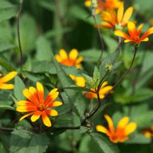 2 gallon - Summer Nights Oxeye Daisy (HELIOPSIS H. SUMMER NIGHTS) - 2 gallon - 2 gallon