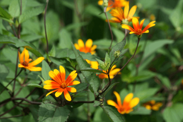 2 gallon - Summer Nights Oxeye Daisy (HELIOPSIS H. SUMMER NIGHTS) - 2 gallon - 2 gallon