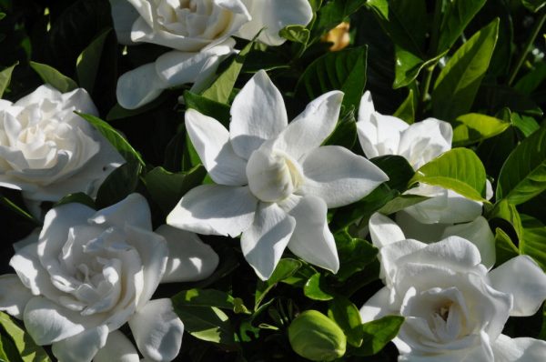 1 gallon - Summer Snow® Gardenia (GARDENIA JAS. SUMMER SNOW) - 1 gallon - 1 gallon