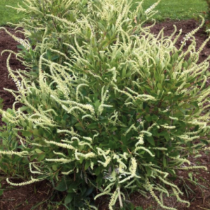 3 gallon 24" - Summer Sparkler™ Summersweet (CLETHRA AL. SMR SPARKLER) - 3 gallon 24" - 3 gallon 24"