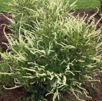 3 gallon 24" - Summer Sparkler™ Summersweet (CLETHRA AL. SMR SPARKLER) - 3 gallon 24" - 3 gallon 24"