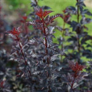 3 gallon 15" - Summer Wine® Black Ninebark (PHYSOCARPUS O. SMR WINE® BLACK) - 3 gallon 15" - 3 gallon 15"