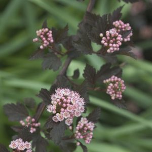 3 gallon 15" - Summer Wine® Ninebark (PHYSOCARPUS O. SMR WINE) - 3 gallon 15" - 3 gallon 15"