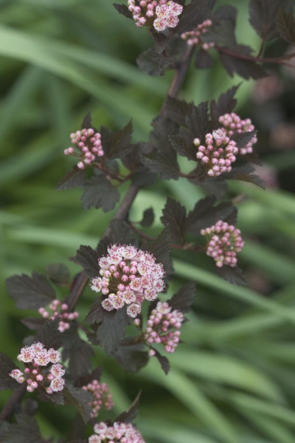 3 gallon 15" - Summer Wine® Ninebark (PHYSOCARPUS O. SMR WINE) - 3 gallon 15" - 3 gallon 15"