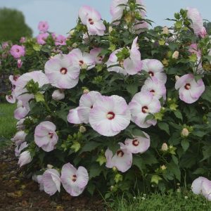 2 gallon - Summerific® 'Ballet Slippers' Rose Mallow (HIBISCUS X SUMMERIFIC BALLET SLIPPERS) - 2 gallon - 2 gallon