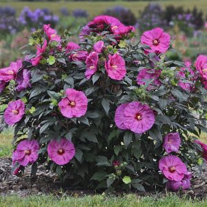 2 gallon - Summerific® 'Berry Awesome' Rose Mallow (HIBISCUS X SUMMERIFIC BERRY AWESOME) - 2 gallon - 2 gallon