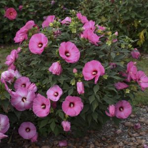 2 gallon - Summerific® 'Candy Crush' Rose Mallow (HIBISCUS X SUMMERIFIC CANDY CRUSH) - 2 gallon - 2 gallon