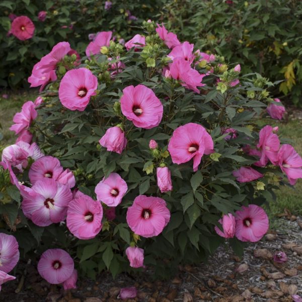 2 gallon - Summerific® 'Candy Crush' Rose Mallow (HIBISCUS X SUMMERIFIC CANDY CRUSH) - 2 gallon - 2 gallon