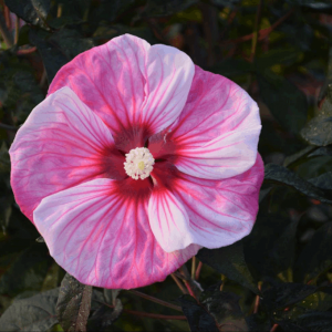 2 gallon - Summerific® 'Cherry Choco Latte' Rose Mallow (HIBISCUS CHERRY CHOCO LATTE) - 2 gallon - 2 gallon