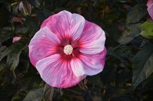 2 gallon - Summerific® 'Cherry Choco Latte' Rose Mallow (HIBISCUS CHERRY CHOCO LATTE) - 2 gallon - 2 gallon