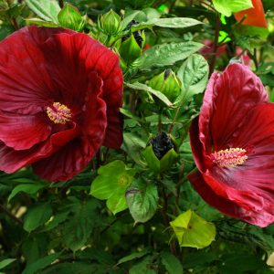 2 gallon - Summerific® Cranberry Crush Rose Mallow (HIBISCUS X SUMMERIFIC® CRANBERRY CRUSH) - 2 gallon - 2 gallon