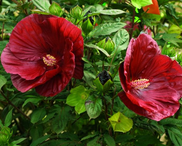 2 gallon - Summerific® Cranberry Crush Rose Mallow (HIBISCUS X SUMMERIFIC® CRANBERRY CRUSH) - 2 gallon - 2 gallon