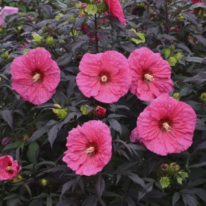 2 gallon - Summerific® 'Evening Rose' Rose Mallow (HIBISCUS X SUMMERIFIC EVENING ROSE) - 2 gallon - 2 gallon