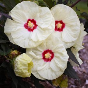 2 gallon - Summerific® 'French Vanilla' Rose Mallow (HIBISCUS X SUMMERIFIC FRENCH VANILLA) - 2 gallon - 2 gallon