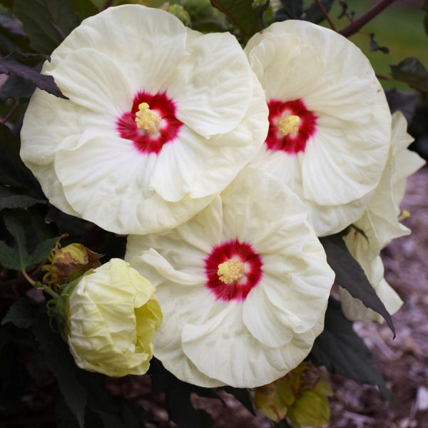 2 gallon - Summerific® 'French Vanilla' Rose Mallow (HIBISCUS X SUMMERIFIC FRENCH VANILLA) - 2 gallon - 2 gallon