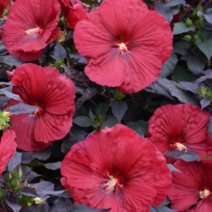 2 gallon - Summerific® 'Holy Grail' Rose Mallow (HIBISCUS HOLY GRAIL) - 2 gallon - 2 gallon