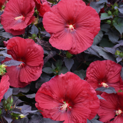 2 gallon - Summerific® 'Holy Grail' Rose Mallow (HIBISCUS HOLY GRAIL) - 2 gallon - 2 gallon