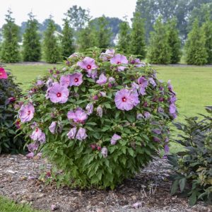 2 gallon - Summerific® 'Lilac Crush' Rose Mallow (HIBISCUS X SUMMERIFIC LILAC CRUSH) - 2 gallon - 2 gallon