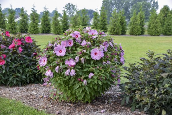 2 gallon - Summerific® 'Lilac Crush' Rose Mallow (HIBISCUS X SUMMERIFIC LILAC CRUSH) - 2 gallon - 2 gallon