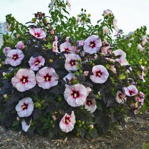 1 gallon - Summerific® 'Perfect Storm' Rose Mallow (HIBISCUS X SUMMERIFIC PERFECT STORM) - 1 gallon - 1 gallon