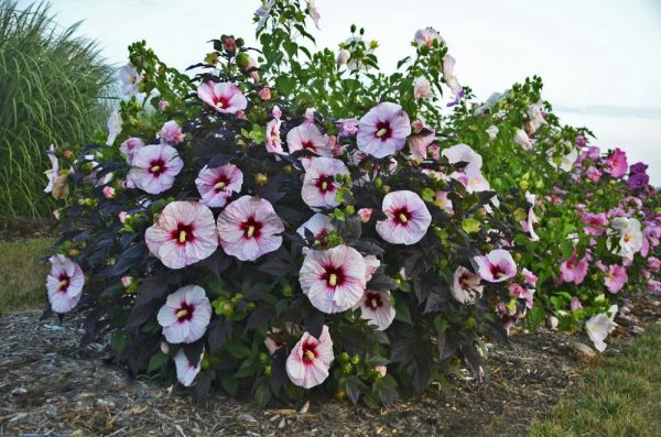 1 gallon - Summerific® 'Perfect Storm' Rose Mallow (HIBISCUS X SUMMERIFIC PERFECT STORM) - 1 gallon - 1 gallon