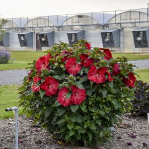 2 gallon - Summerific® 'Valentine's Crush' Rose Mallow (HIBISCUS X SUMMERIFIC VALENTINES CRUSH) - 2 gallon - 2 gallon