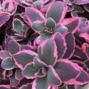 1 gallon - SunSparkler® Dream Dazzler Stonecrop (SEDUM DREAM DAZZLER) - 1 gallon - 1 gallon