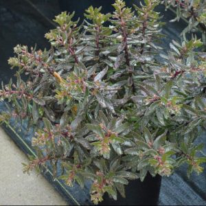 1 gallon - SunSparkler® Jade Tuffet Stonecrop (SEDUM JADE TUFFET) - 1 gallon - 1 gallon