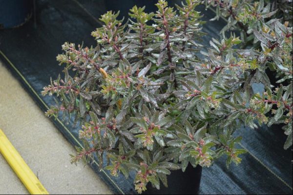 1 gallon - SunSparkler® Jade Tuffet Stonecrop (SEDUM JADE TUFFET) - 1 gallon - 1 gallon