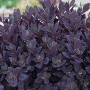 1 gallon - SunSparkler® Plum Dazzled Stonecrop (SEDUM PLUM DAZZLED) - 1 gallon - 1 gallon