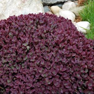 1 gallon - SunSparkler® Sedum Firecracker  (SEDUM FIRECRACKER) - 1 gallon - 1 gallon