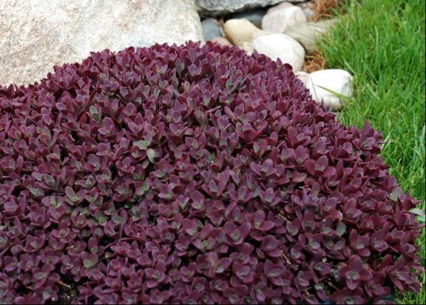 1 gallon - SunSparkler® Sedum Firecracker  (SEDUM FIRECRACKER) - 1 gallon - 1 gallon