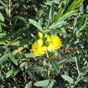 2 gallon 12" - Sunburst St. Johnswort (HYPERICUM FRONDOSUM SUNBURST) - 2 gallon 12" - 2 gallon 12"