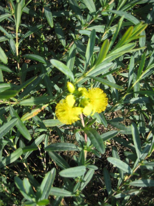 2 gallon 12" - Sunburst St. Johnswort (HYPERICUM FRONDOSUM SUNBURST) - 2 gallon 12" - 2 gallon 12"