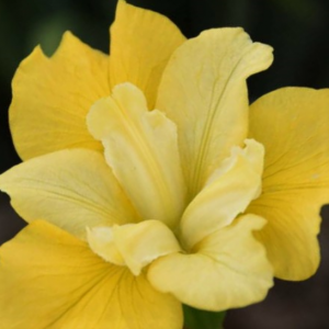 1 gallon - Sunfisher Siberian Iris (IRIS SIBERICA SUNFISHER) - 1 gallon - 1 gallon