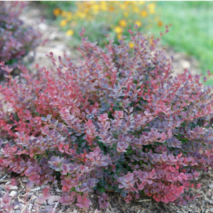2 gallon 10" - Sunjoy Mini Maroon® Barberry (BERBERIS THUN. SUNJOY MINI MAROON) - 2 gallon 10" - 2 gallon 10"