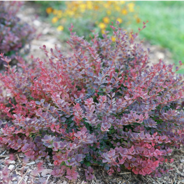 2 gallon 10" - Sunjoy Mini Maroon® Barberry (BERBERIS THUN. SUNJOY MINI MAROON) - 2 gallon 10" - 2 gallon 10"