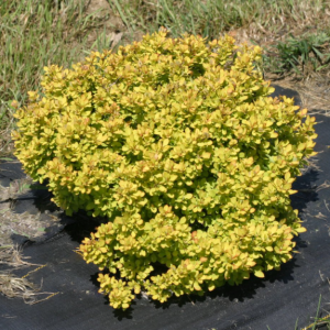 2 gallon 10" - Sunjoy® Mini Saffron Barberry (BERBERIS THUN. SUNJOY® MINI SAFFRON) - 2 gallon 10" - 2 gallon 10"