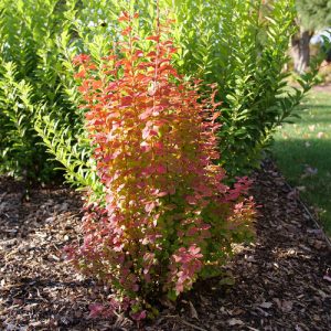 2 gallon 15" - Sunjoy Orange Pillar® Barberry (BERBERIS THUN. SUNJOY ORANGE PILLAR) - 2 gallon 15" - 2 gallon 15"