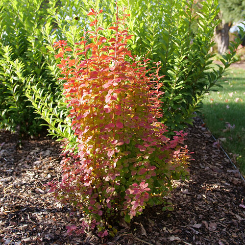 2 gallon 15" - Sunjoy Orange Pillar® Barberry (BERBERIS THUN. SUNJOY ORANGE PILLAR) - 2 gallon 15" - 2 gallon 15"