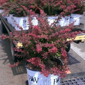 3 gallon - Sunjoy® Tangelo™ Barberry (BERBERIS THUN. SUNJOY® TANGELO) - 3 gallon - 3 gallon