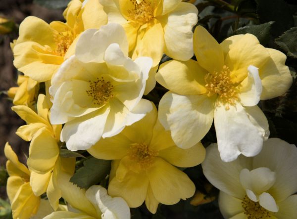 1 gallon - Sunny Knock Out® Rose (ROSE K.O. SUNNY KNOCKOUT) - 1 gallon - 1 gallon