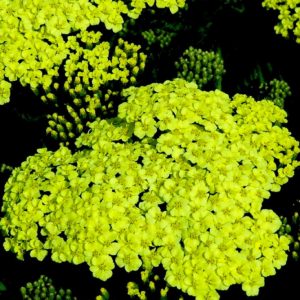 1 gallon - Sunny Seduction Yarrow (ACHILLEA M. SUNNY SEDUCTION) - 1 gallon - 1 gallon