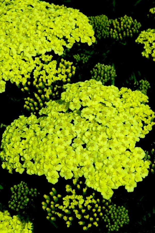1 gallon - Sunny Seduction Yarrow (ACHILLEA M. SUNNY SEDUCTION) - 1 gallon - 1 gallon
