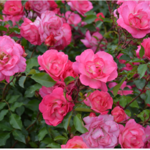 2 gallon - Sunrise Sunset Rose (ROSE E.E. SUNRISE SUNSET) - 2 gallon - 2 gallon