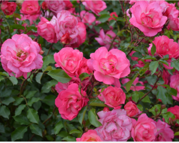 2 gallon - Sunrise Sunset Rose (ROSE E.E. SUNRISE SUNSET) - 2 gallon - 2 gallon