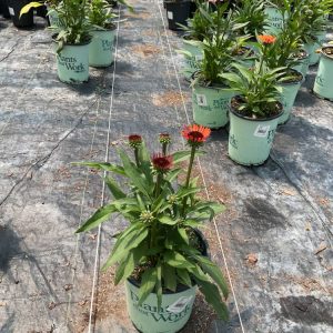3QT - Sunseekers® Orange Coneflower (Echinacea SunSeekers Orange ('Apecssior'PBR)) - 3QT - 3QT