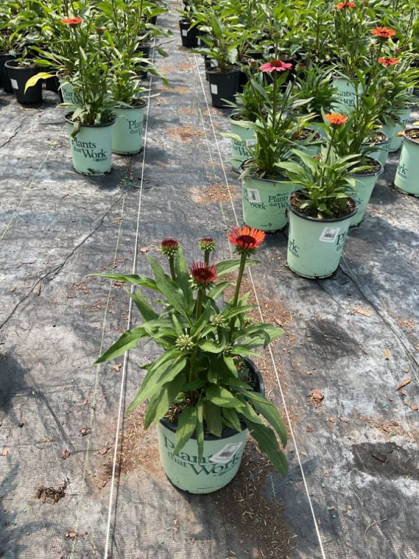3QT - Sunseekers® Orange Coneflower (Echinacea SunSeekers Orange ('Apecssior'PBR)) - 3QT - 3QT