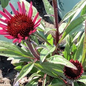3QT - Sunseekers Purplicious Coneflower (ECHINACEA SUNSEEKERS PURPLICIOUS) - 3QT - 3QT