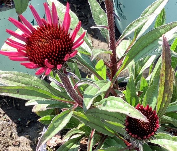 3QT - Sunseekers Purplicious Coneflower (ECHINACEA SUNSEEKERS PURPLICIOUS) - 3QT - 3QT